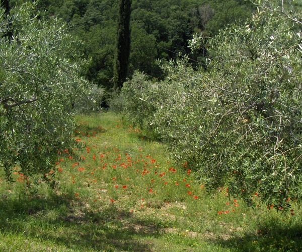 Blog: Das Leben ist eine Pilgerreise Foto: Sandra Hartmann