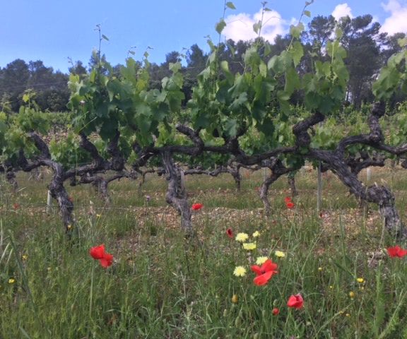Blog: Das Leben ist eine Pilgerreise Foto: Sandra Hartmann